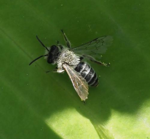 Andrena sp.